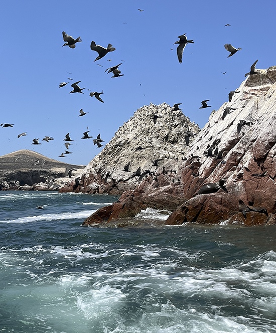 The Islas Ballestas off the coast of the Chincha and Pisco valleys