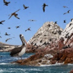 The Islas Ballestas off the coast of the Chincha and Pisco valleys, home to the primary guano-producing bird species of the region: Peruvian booby (Sula variegata), Peruvian pelican (Pelecanus thagus), and Guanay cormorant (Leucocarbo bougainvilliorum).