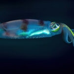 Midnight hunter, from the Indian Ocean series, by Pavlos Evangelidis.