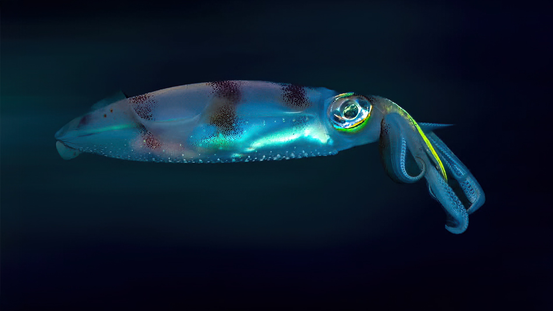 Midnight hunter, from the Indian Ocean series, by Pavlos Evangelidis.