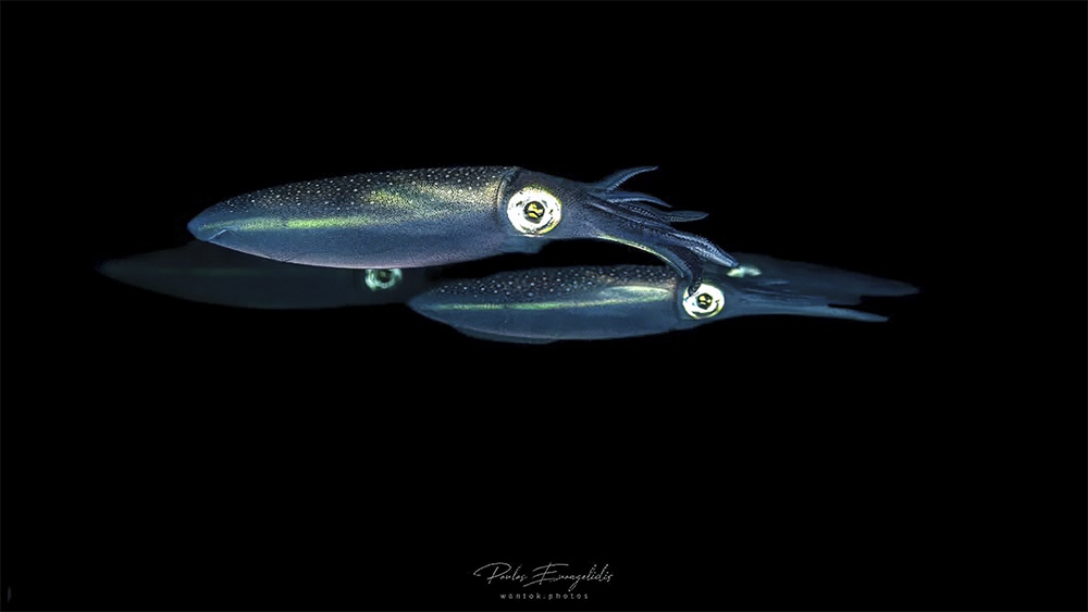 Four sets of eyes in the dark, Blue Bay, Mauritius