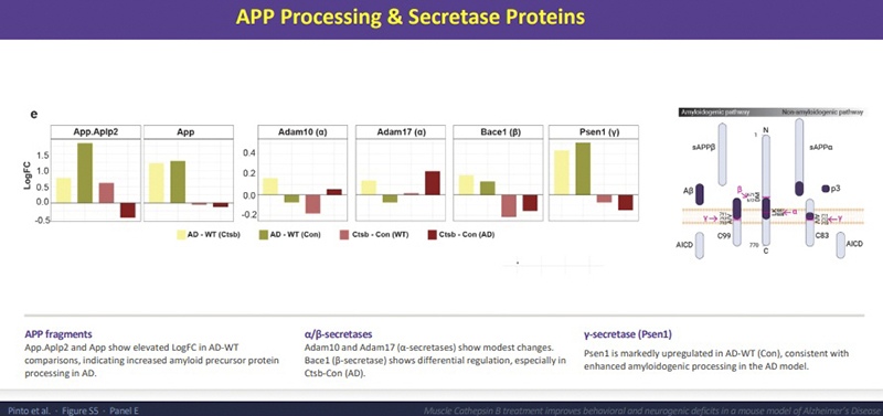 APP processing and secretase protein profiles