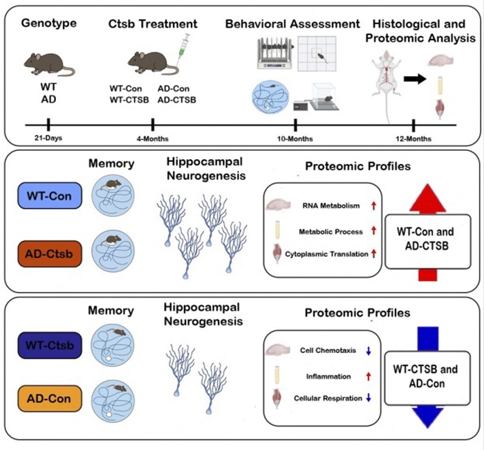 Cathepsin B study design