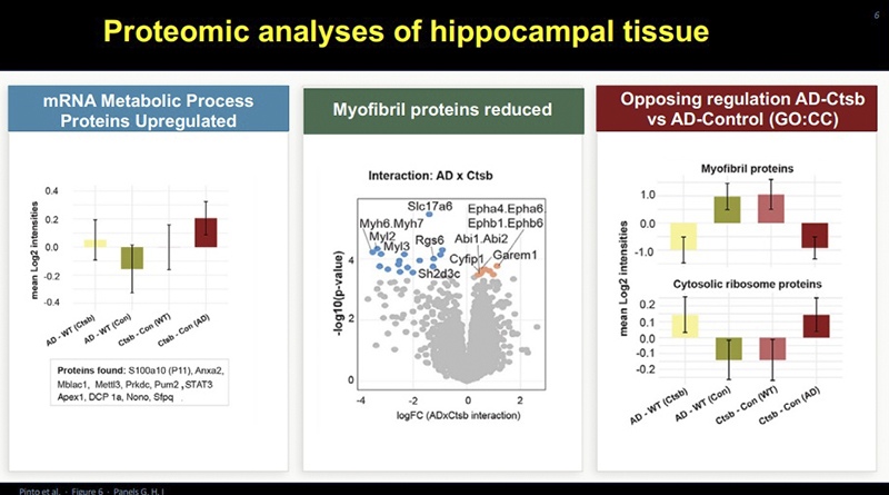 Proteomic analyses of hippocampal tissue