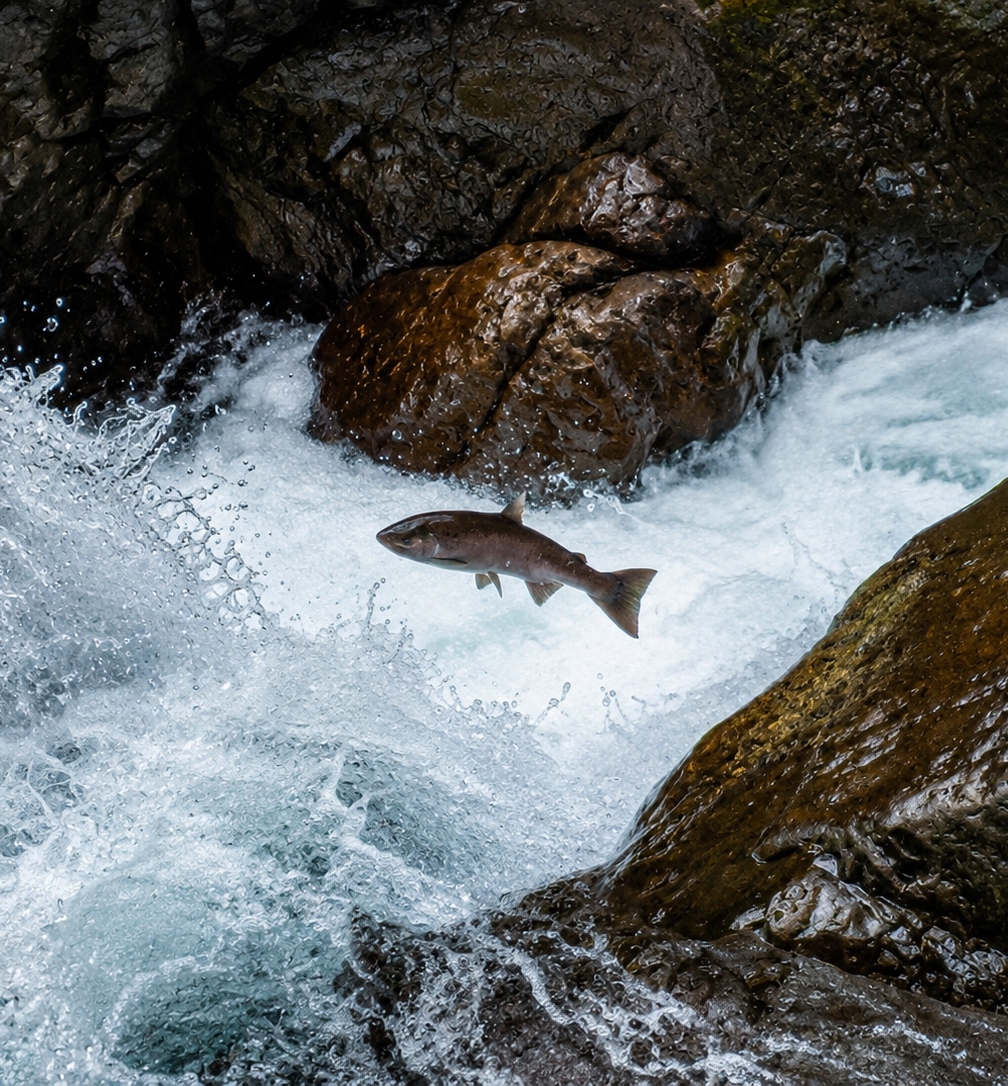 Coho salmon leaping through the falls
