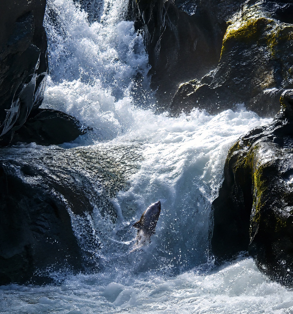Salmon ascending the falls