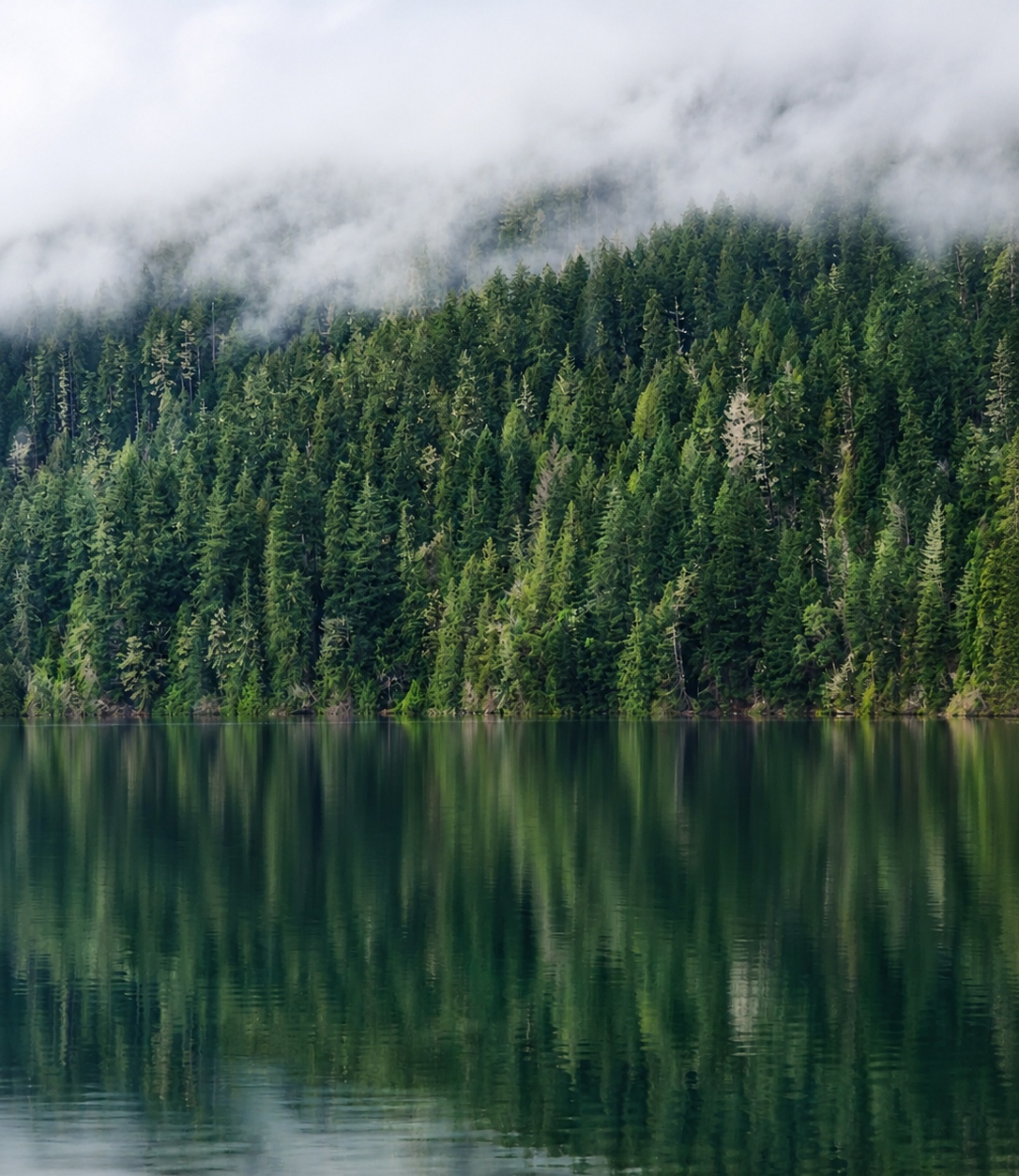Forest reflected in a lake near Olympic National Park