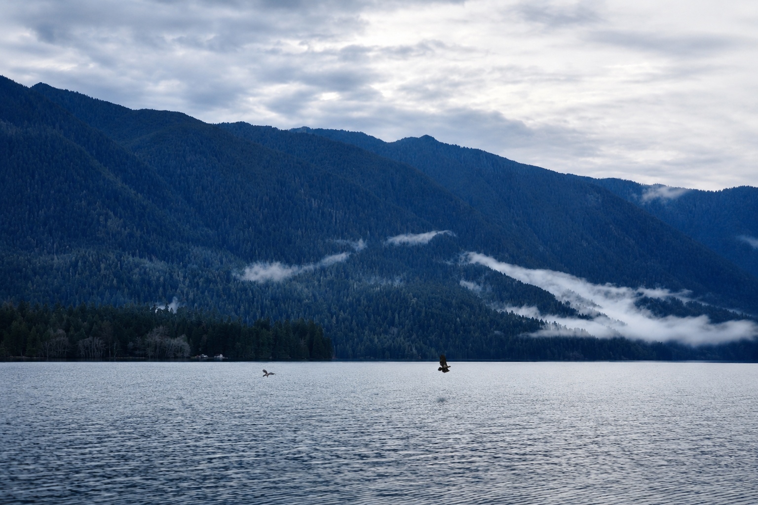 Two eagles over the lake near Olympic National Park