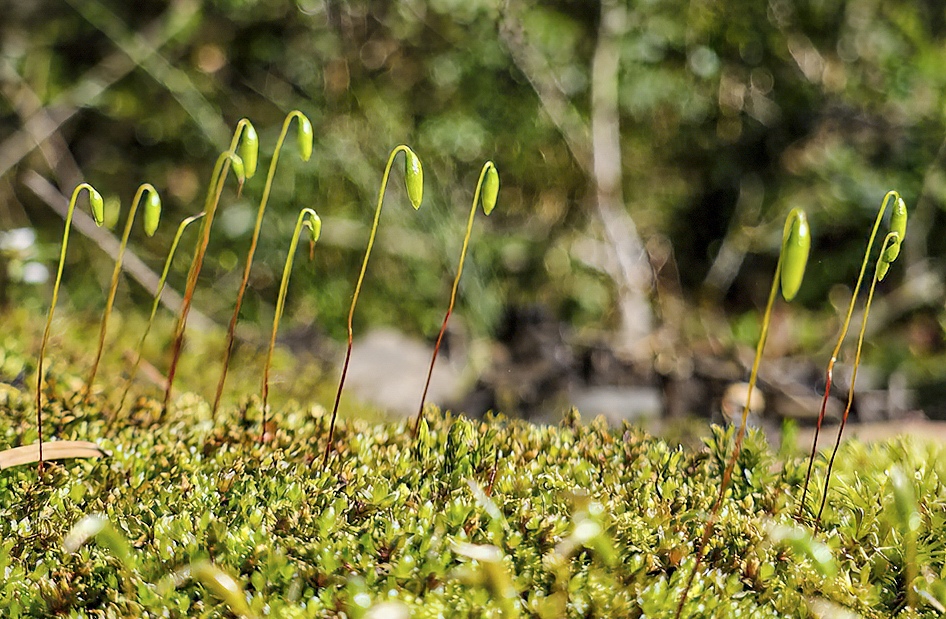 Moss sporophytes on the forest floor near Olympic National Park