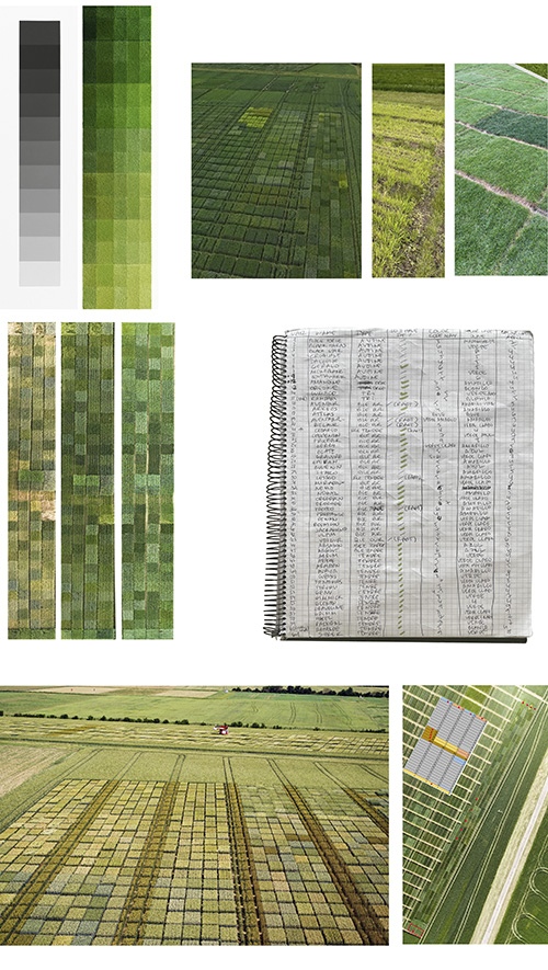 Colour research, crop varieties, and field notes