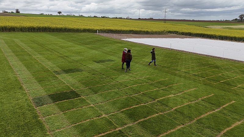 Visiting grass specialist at INRAE