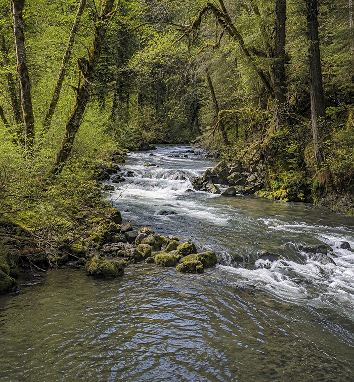 The Elwha River in spring near Olympic National Park