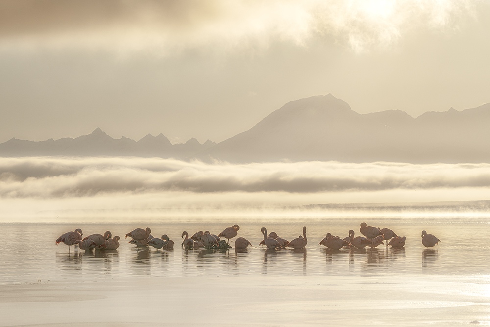 Chilean Flamingos, Puerto Natales, Chile.