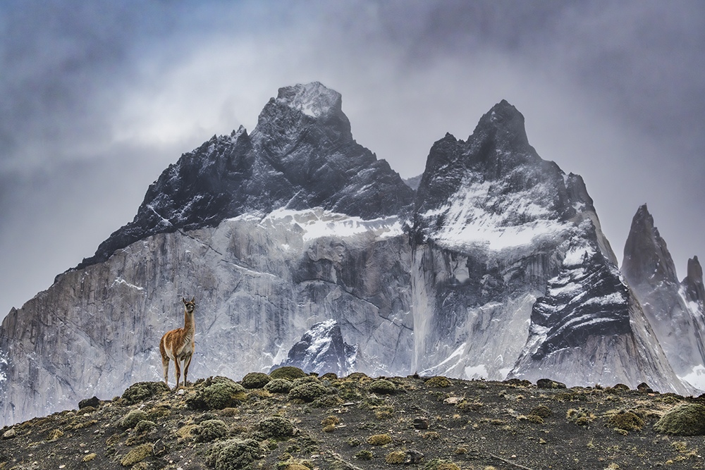 Guanaco beneath the Paine Massif, Torres del Paine National Park, Chile