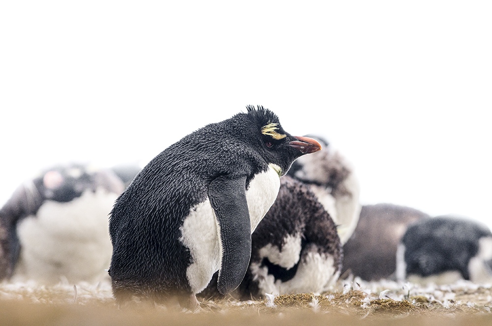 Rockhopper Penguin colony, southern Patagonia