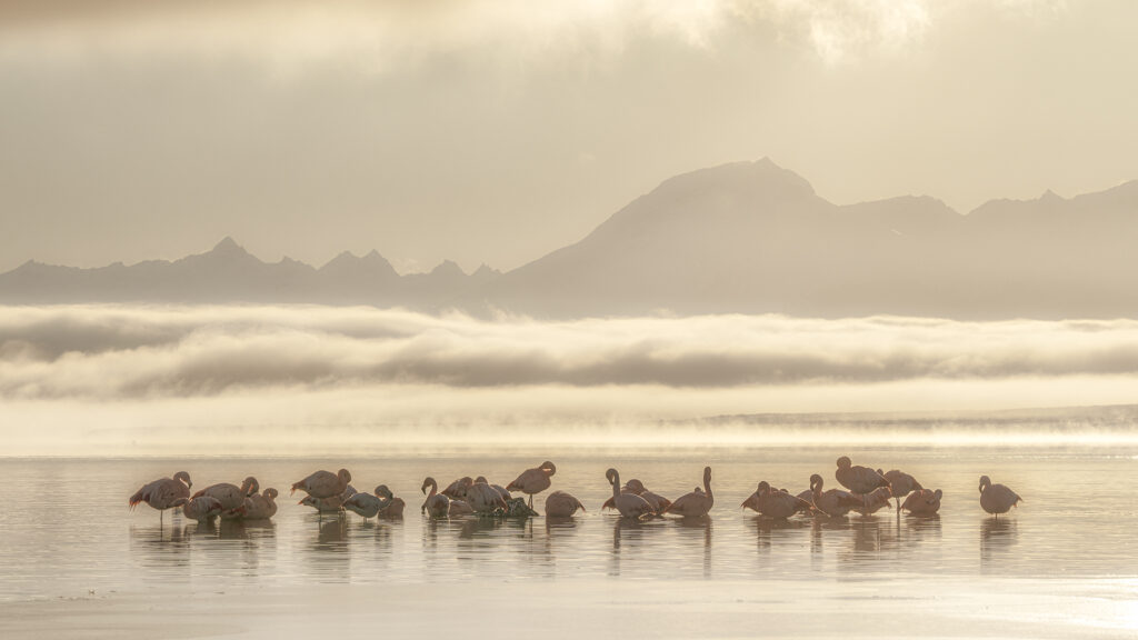 Chilean Flamingos, Puerto Natales, Chile