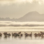 Chilean Flamingos, Puerto Natales, Chile
