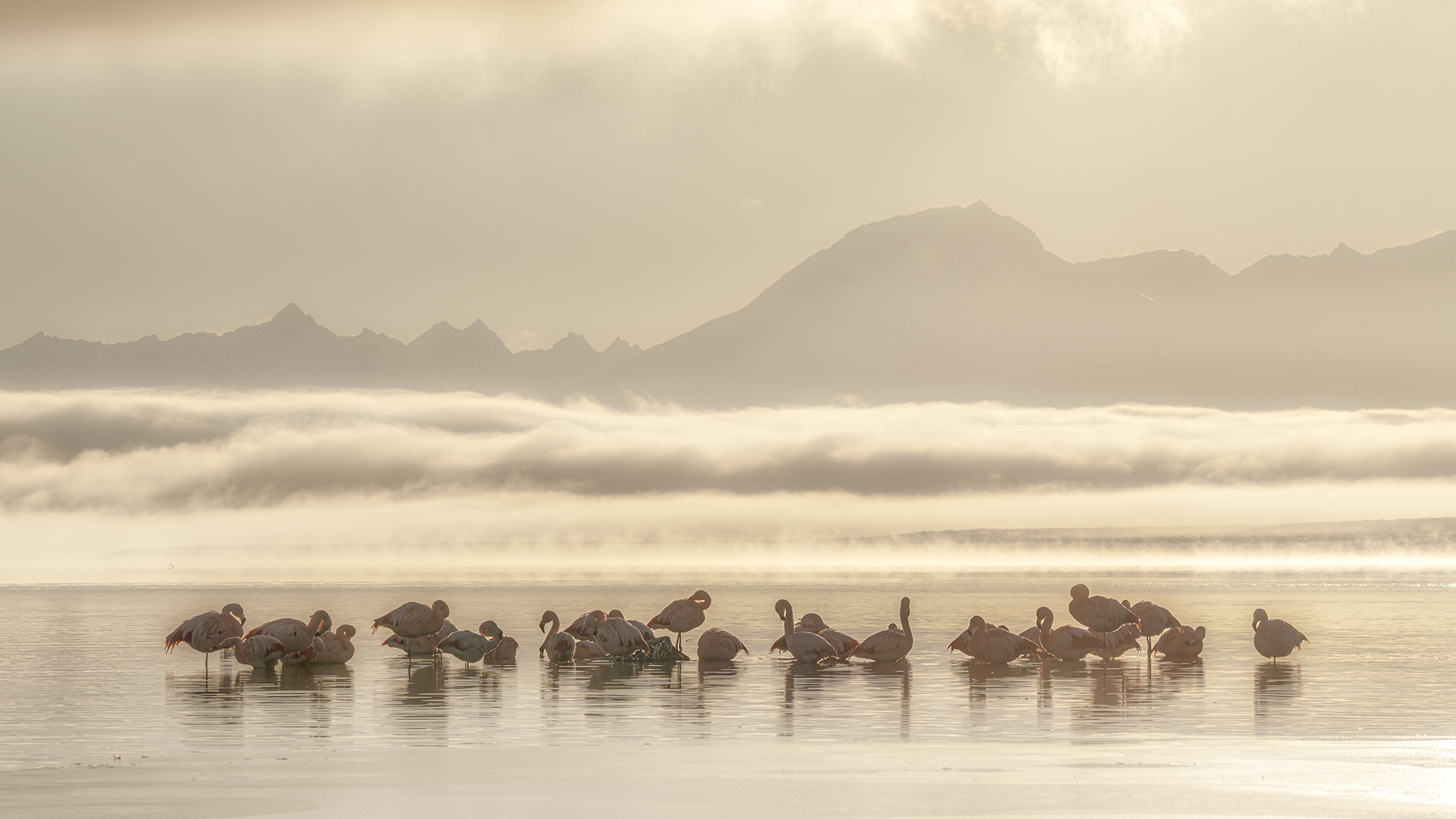 Chilean Flamingos, Puerto Natales, Chile