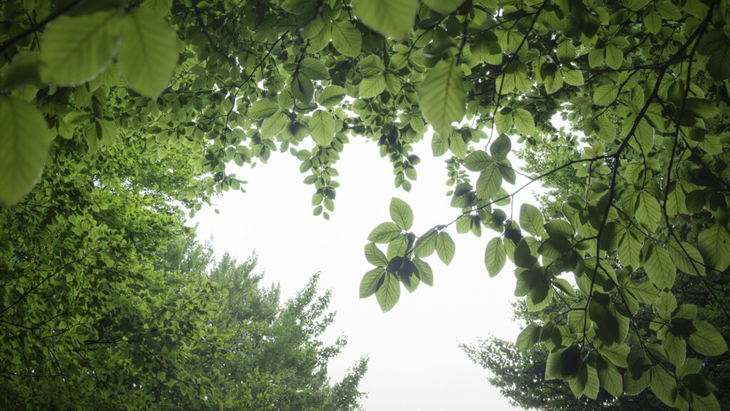 Beech canopy, summer light, Beigua Geopark, Liguria
