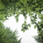 Beech canopy, summer light, Beigua Geopark, Liguria