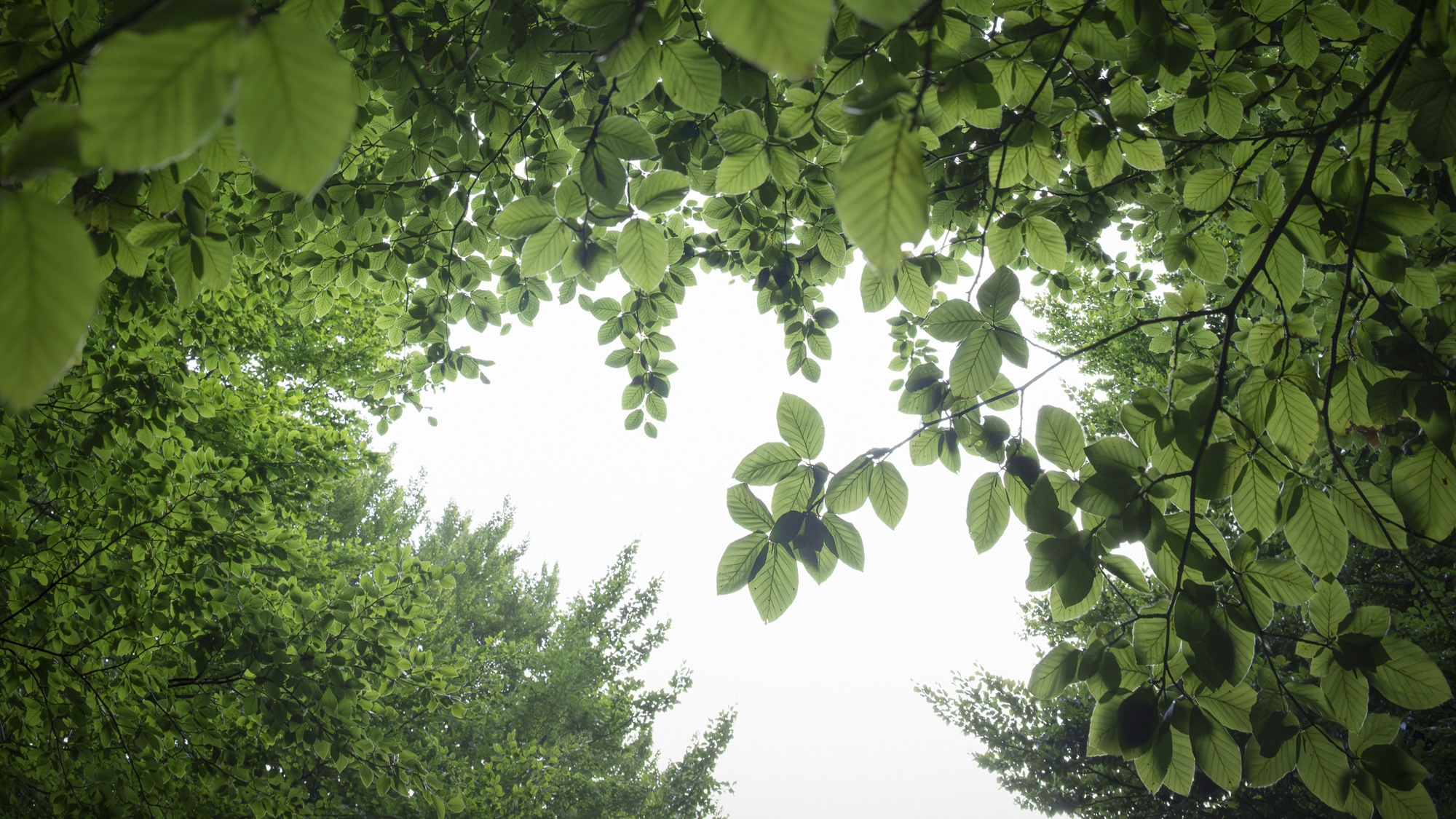 Beech canopy, summer light, Beigua Geopark, Liguria