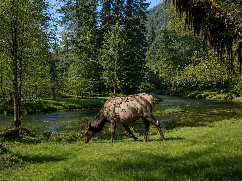 Roosevelt elk grazing along the Hoh River, Olympic National Park, Washington State