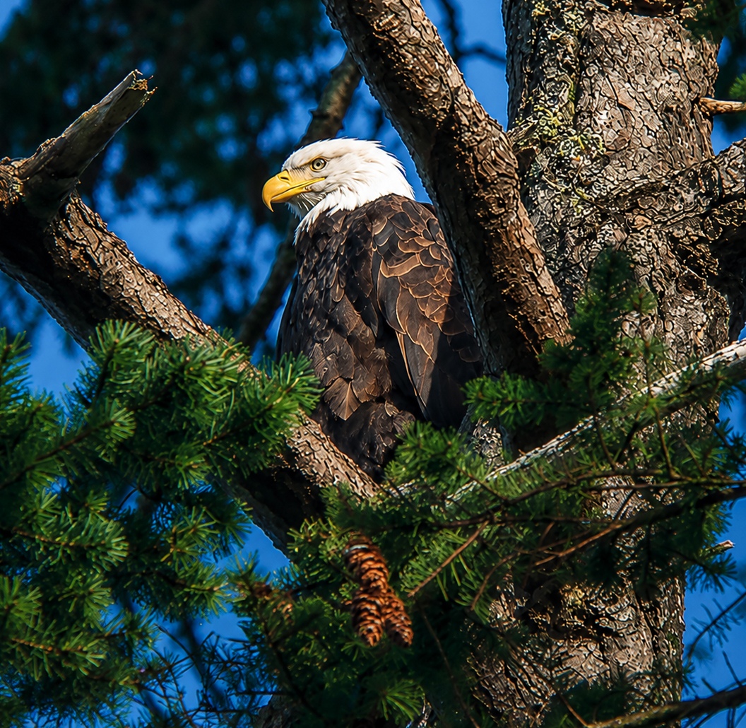 Bald eagle in a Douglas fir near Olympic National Park