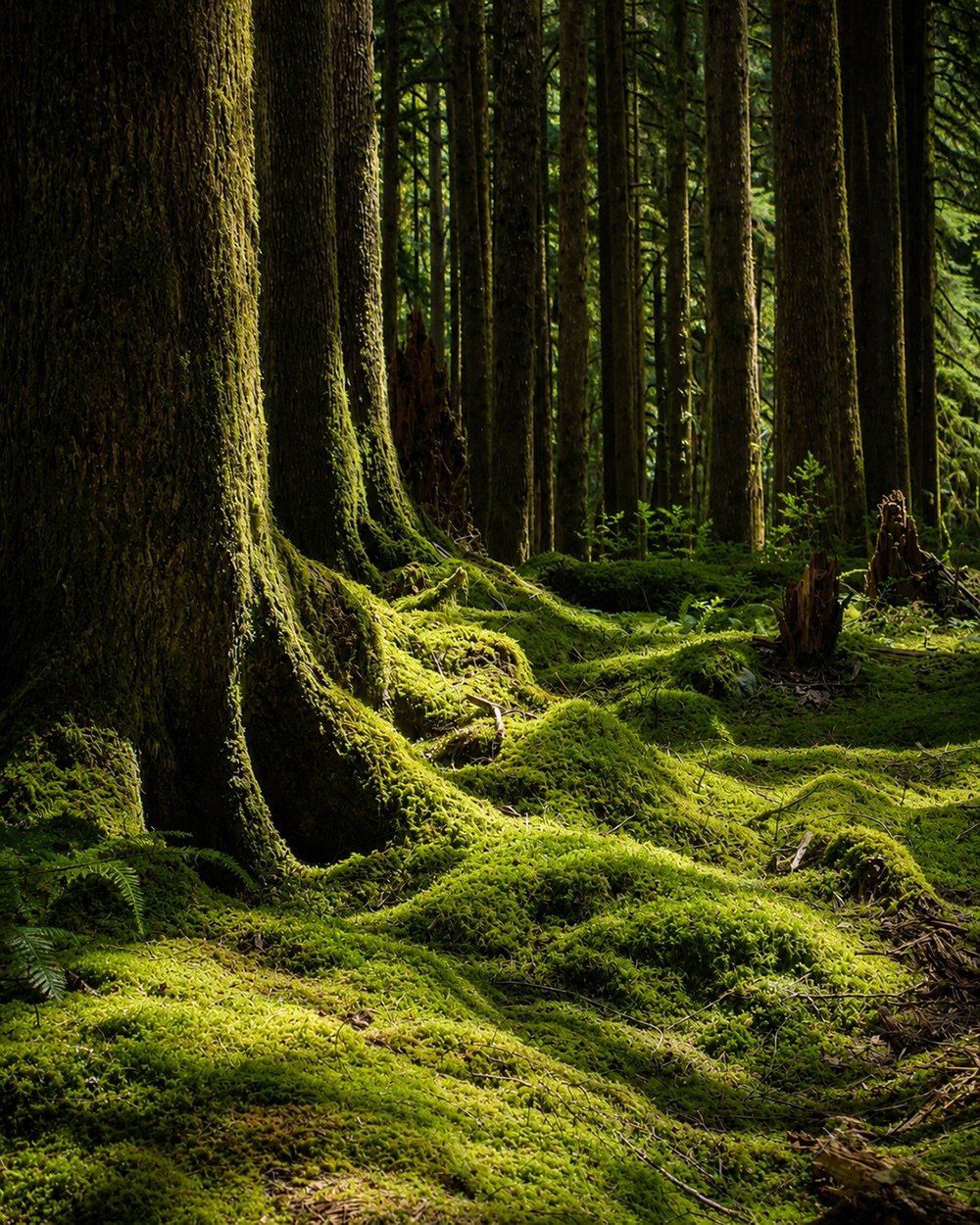 Forest pool in an ancient grove near Olympic National Park
