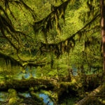 Forest pool, ancient grove, near Olympic National Park, Washington State