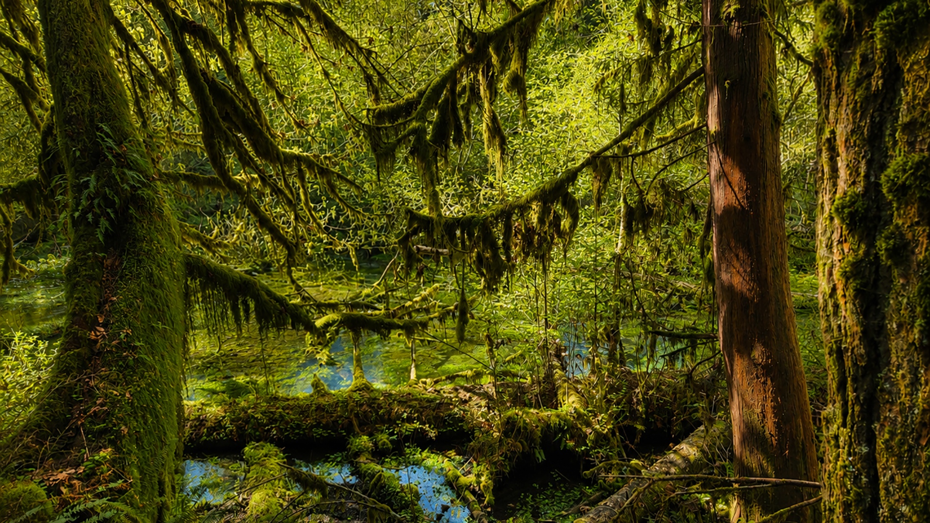 Forest pool, ancient grove, near Olympic National Park, Washington State