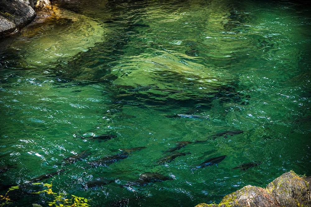 Salmon holding in the pool before the jump