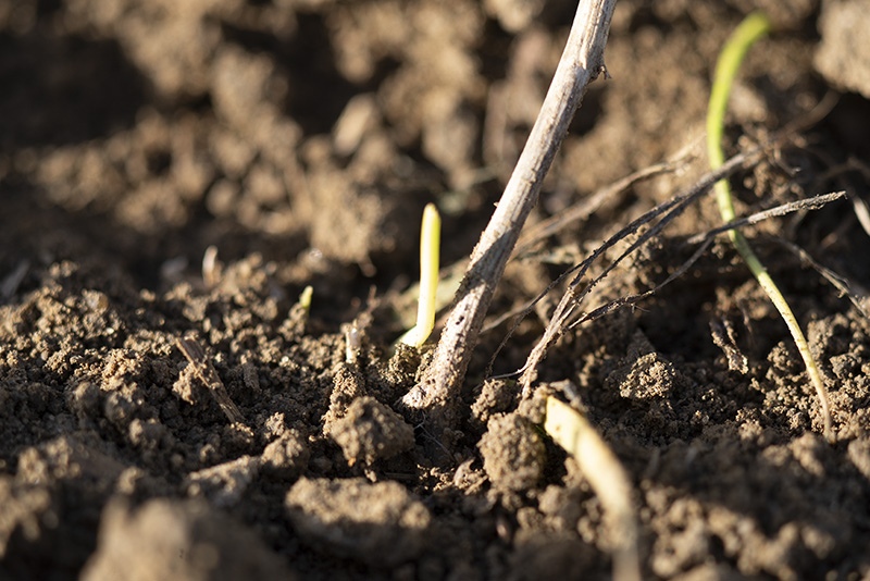Early germination in winter 2025