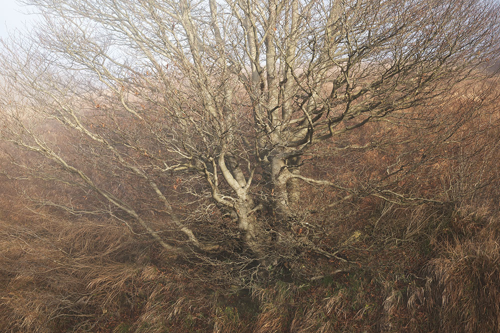 Beech in winter mist, Beigua