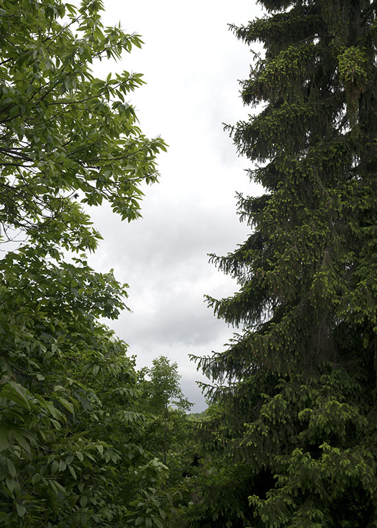 Forest canopy, summer, Beigua