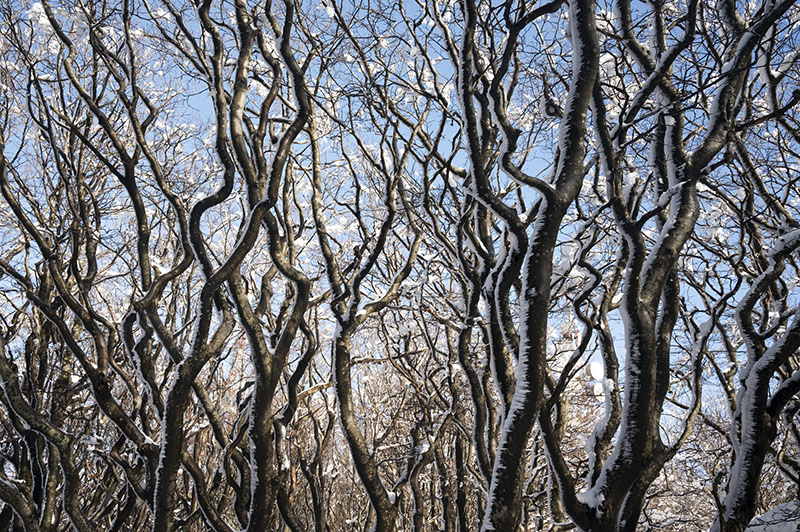 Snow-laden beech branches, Beigua