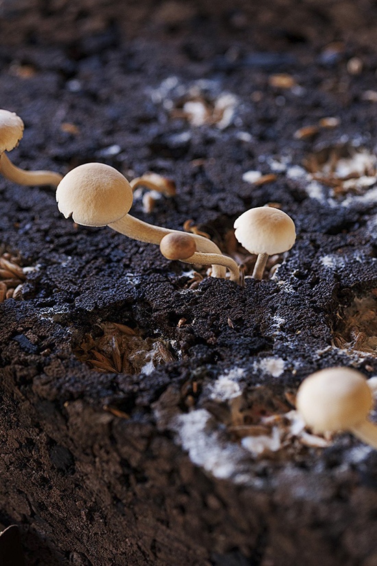 Mycelium substrate