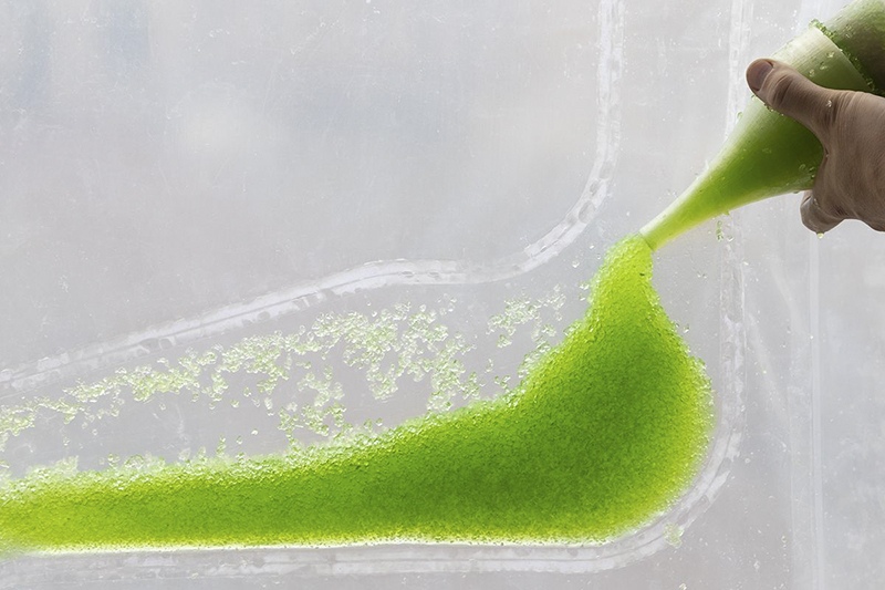 Photo.Synthetica algae inoculation
