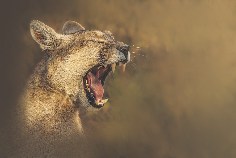 A puma bares its teeth in the golden light of late afternoon.