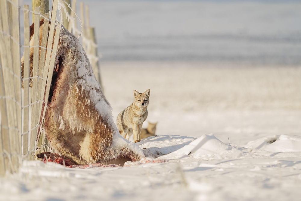 A culpeo fox looks back near the remains of a carcass in the snow, in the Patagonian steppe.