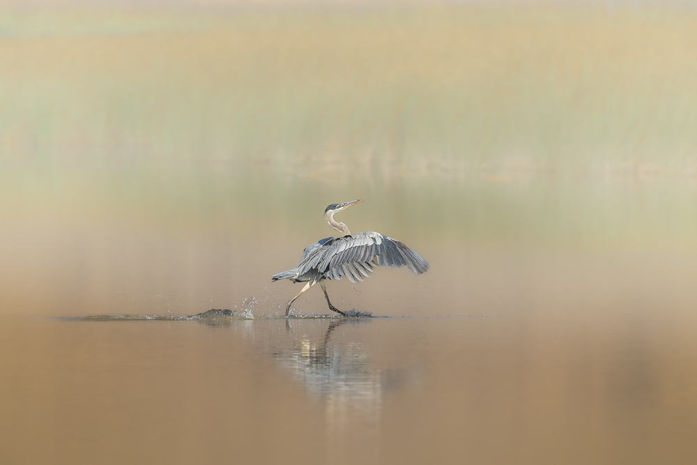 A heron runs across the water's surface, wings spread, in pursuit of its next catch.