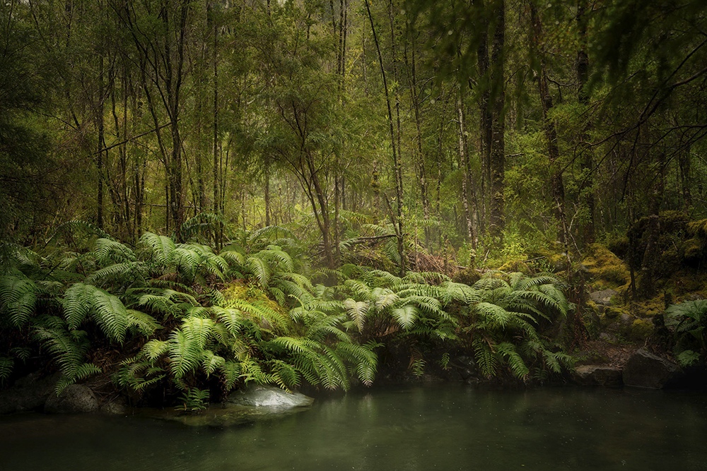 Ferns and moss line a quiet stream in a misty Patagonian forest.