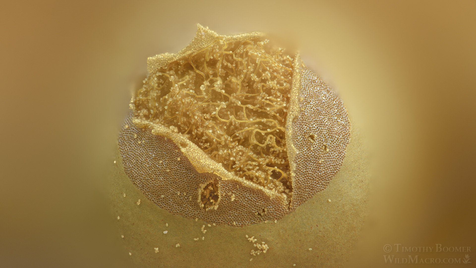 The opened fruiting body of Heterotrichia versicolor (previously classified as Arcyria versicolor), revealing the tangled, threadlike capillitium inside, structures that disperse the organism's spores. Photographed at Luther Pass in the Sierra Nevada, El Dorado County, California, this focus-stacked composite combines 419 exposures at 20x lifesize.
