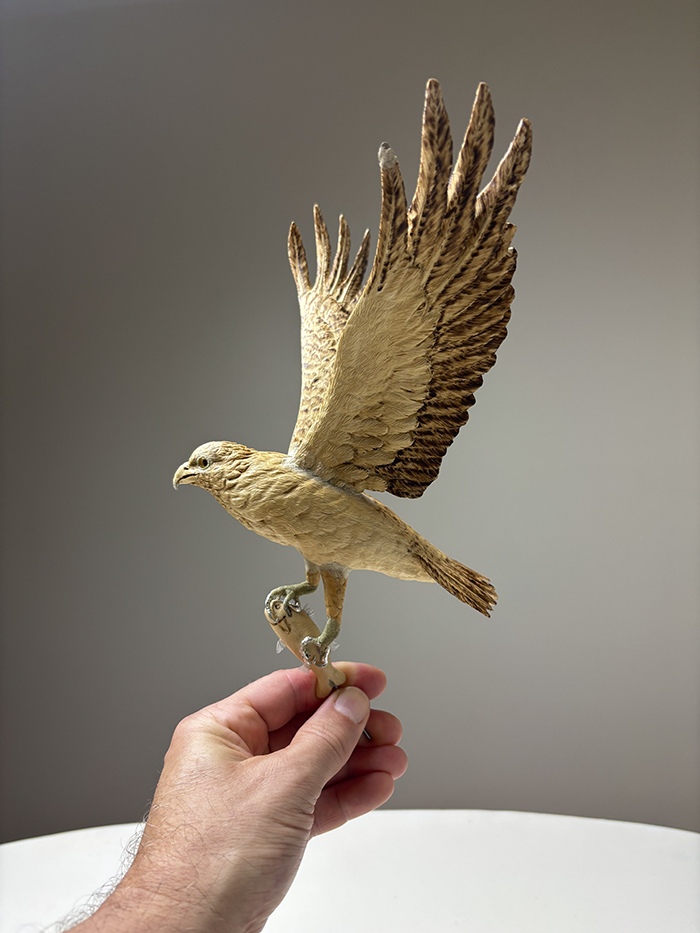 Chris Wilson holding the completed osprey sculpture with its wings extended and a fish in its talons