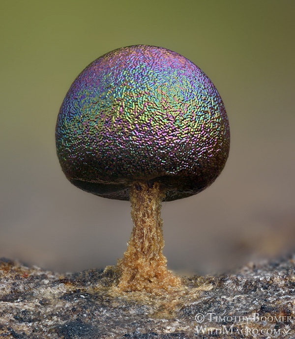 Iridescent Prototrichia metallica slime mold photographed at high magnification