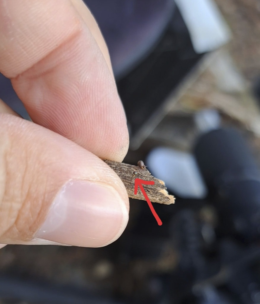 Scale reference showing a Prototrichia metallica fruiting body approximately one millimeter tall