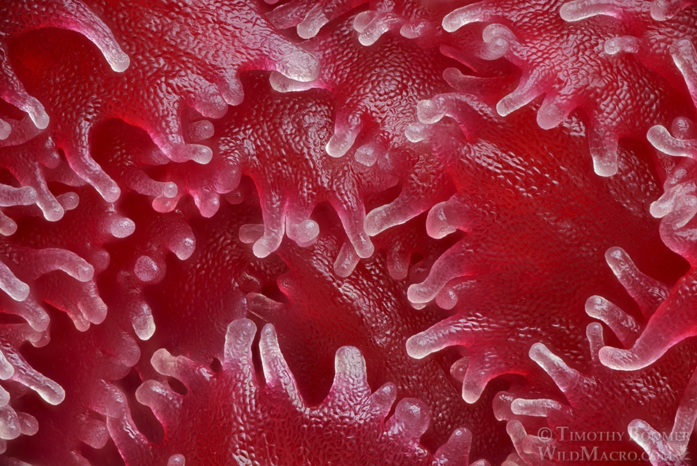 Extreme close-up of glandular hairs on a freshly emerged snowplant