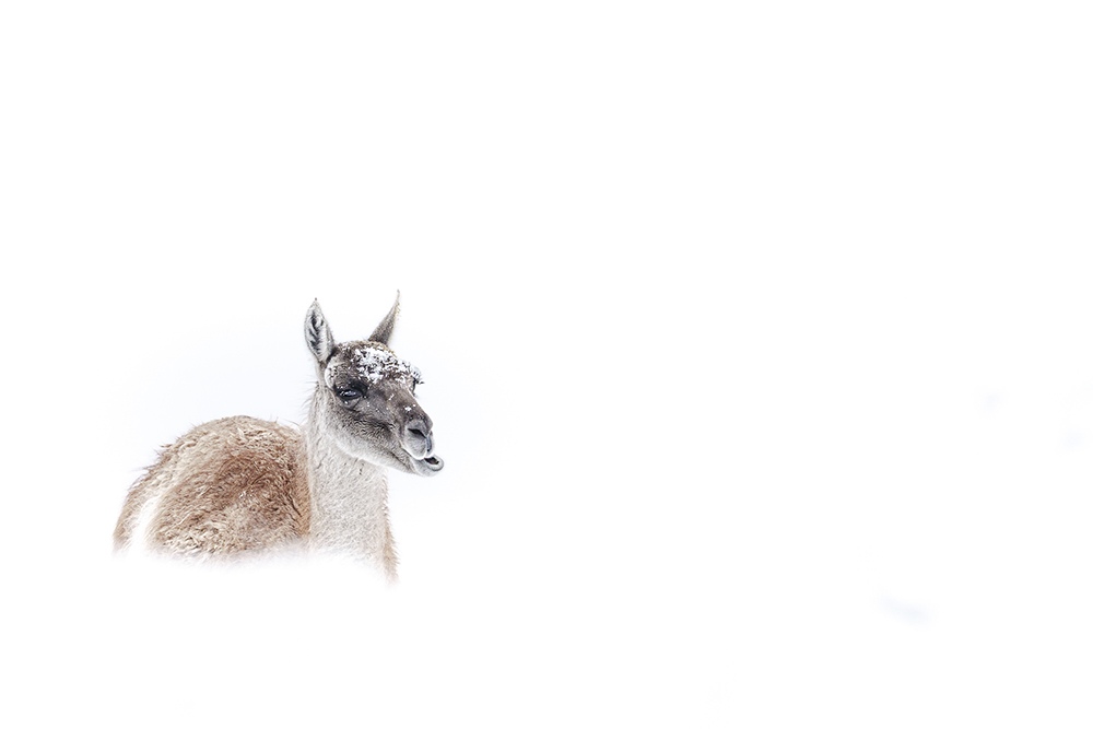 A guanaco pauses in falling snow, its coat dusted white, in the mountains of Chilean Patagonia.