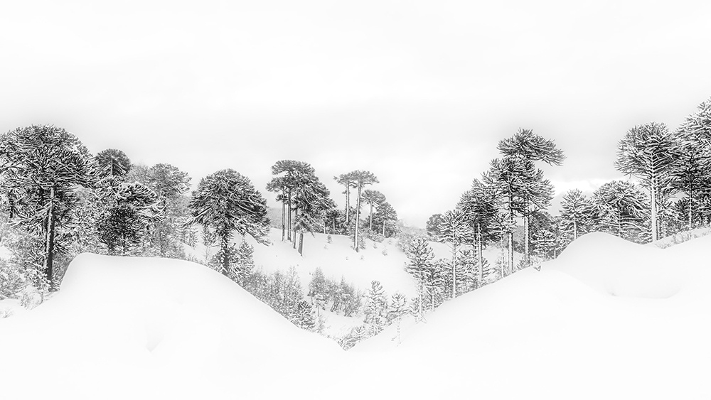 A stand of snow-laden araucaria trees rises above the drifts in the mountains of Chile.