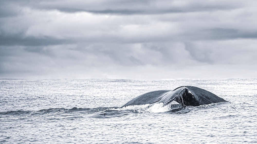 A whale's back breaks the surface beneath a heavy, clouded sky.