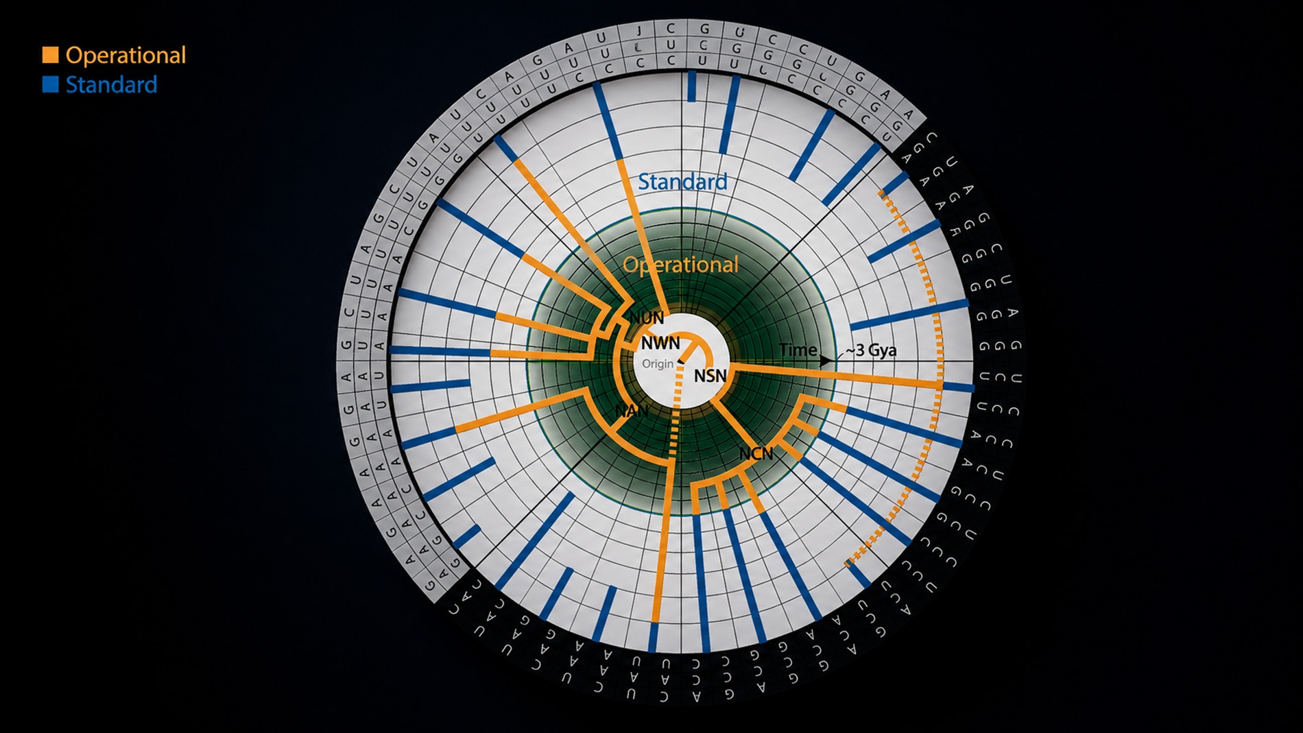 The genetic code mapped as a spiral through time, showing how the system of codons and amino acids expanded outward from a single ancient origin. Orange traces the older operational code; blue traces the standard code that followed.